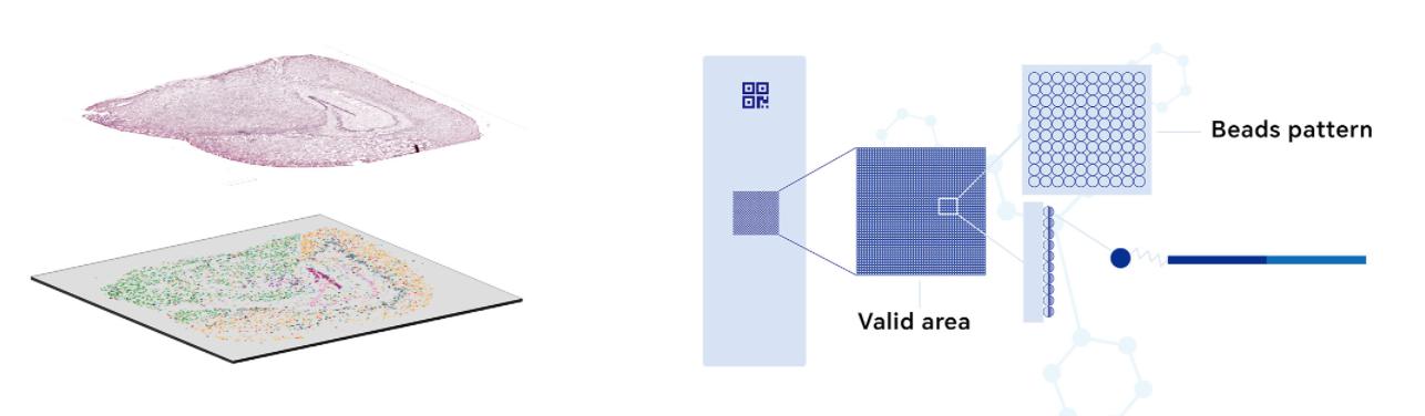 LeadSpace空间测序